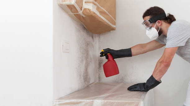Professional Basement Mold Remediation technician working in Warrenton, OR